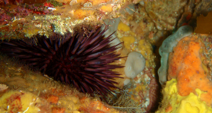 860_ISEF19_sea_urchin_sutures.png