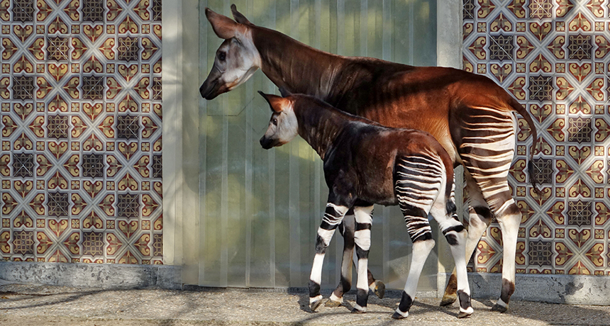 860_SS_Okapi.png