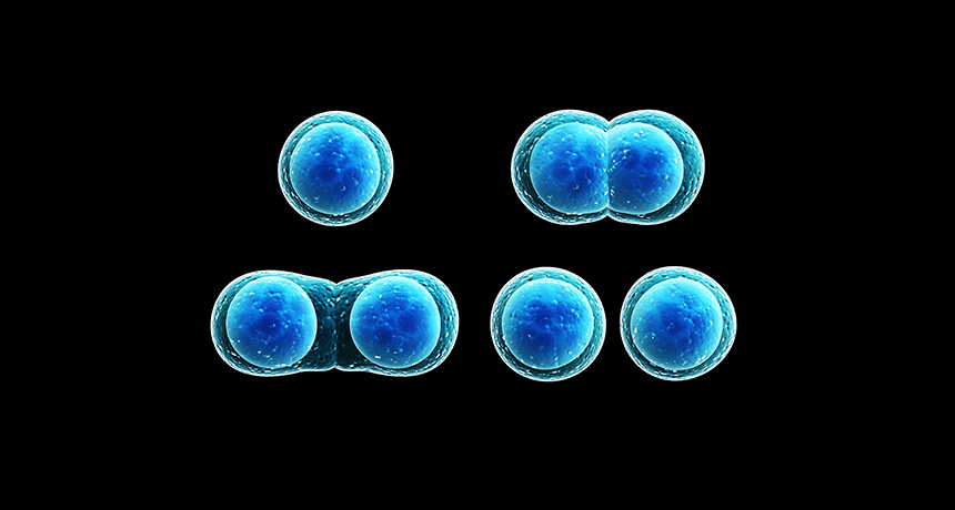 860_SS_mitosis.png