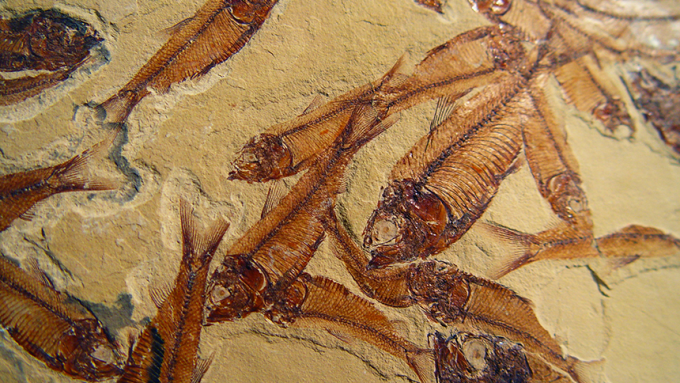 860_SS_paleontology.pngPaleontology is the study of ancient lifeforms like these fish, which are preserved as fossils in rock.