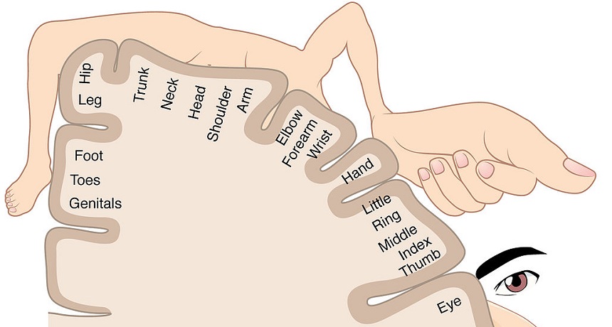 sensory homunculus