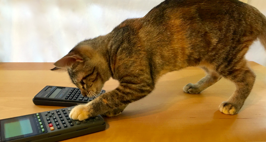 cat and calculator