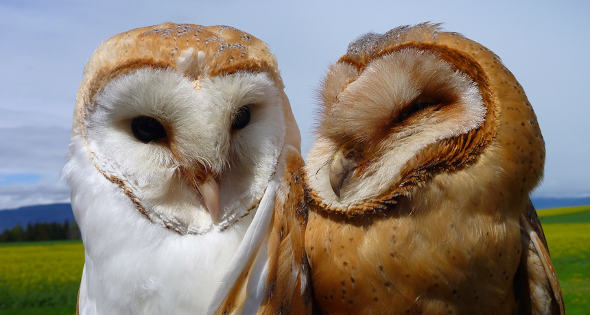 Standing out helps barn owls on the hunt