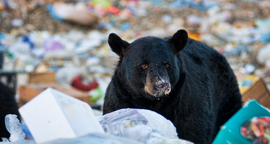 Bears that eat human 'junk food' may hibernate less