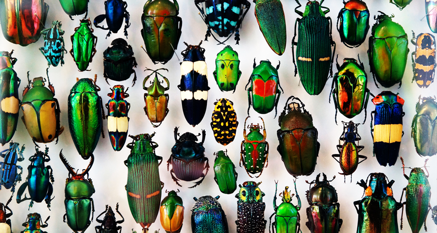 860_beetles.png