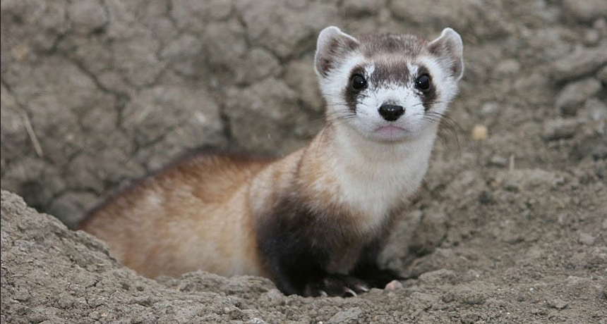 black footed ferret