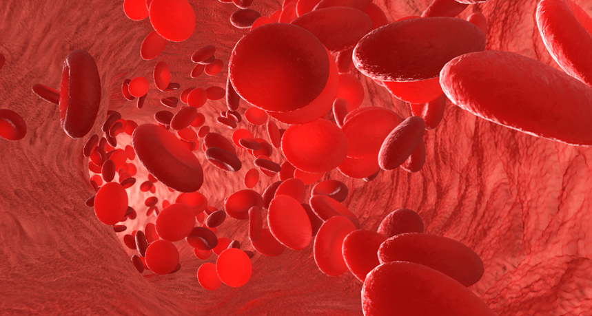 red blood cells