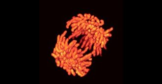 fluorescence microscopy image of a human cancer cell as it splits in two