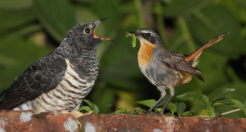 How To Tell If A Bird's Nest Is Being Used