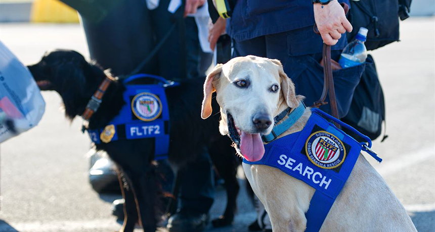 do search and rescue dogs like their jobs