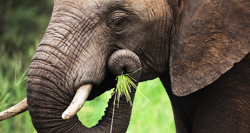 860_elephants_eating_cereal.png