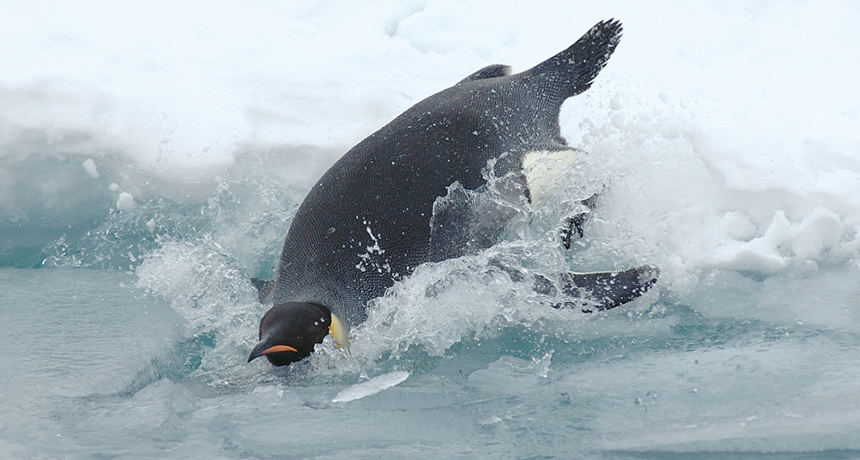 860_emperor_penguin_dive.png