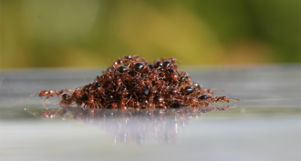 860_fire_ant_raft.png