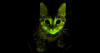 a cat bioengineered to glow