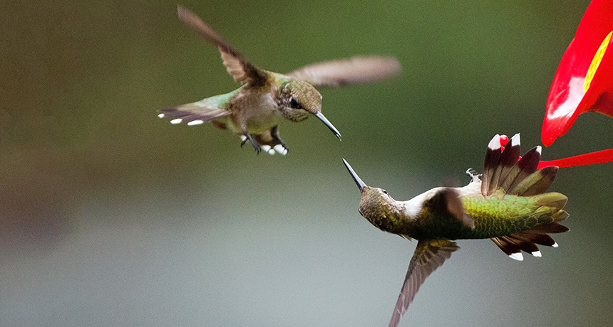 bee hummingbird flying