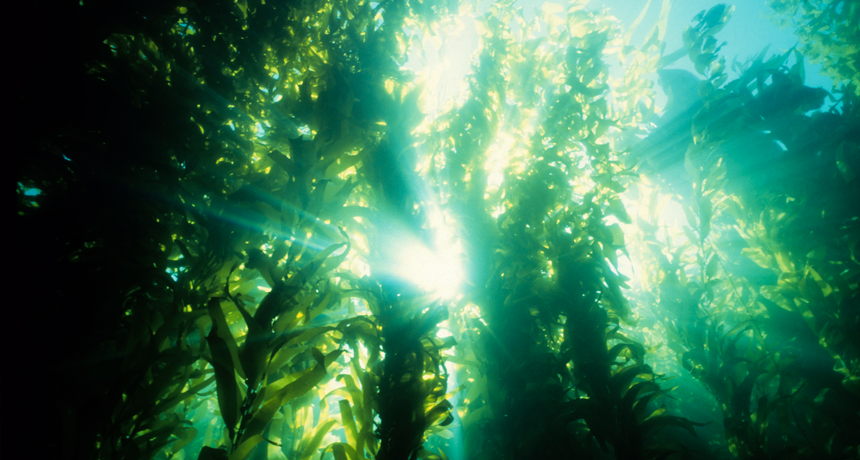 860_kelp_forest.png