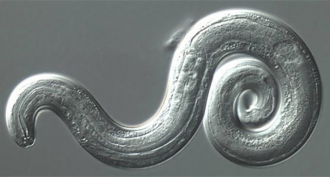 860_lungworm.png