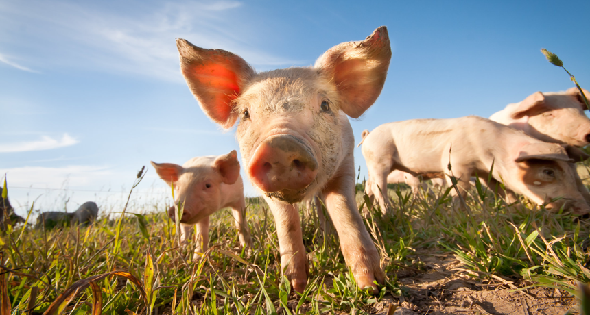Explainer: Animals' role in human disease Explainer: Animals' role in human disease