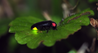 firefly on a leaf
