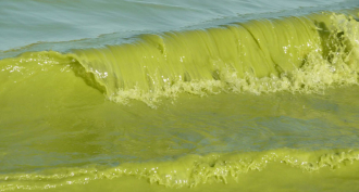 Algae waves