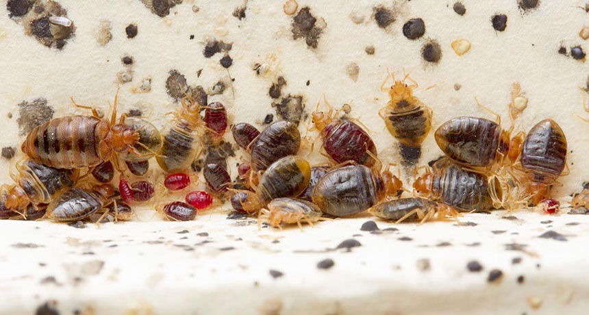 bedbug poop on mattress box