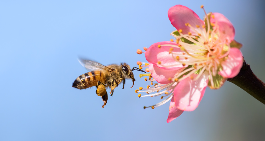 860_main_bee_wing_pesticide.png