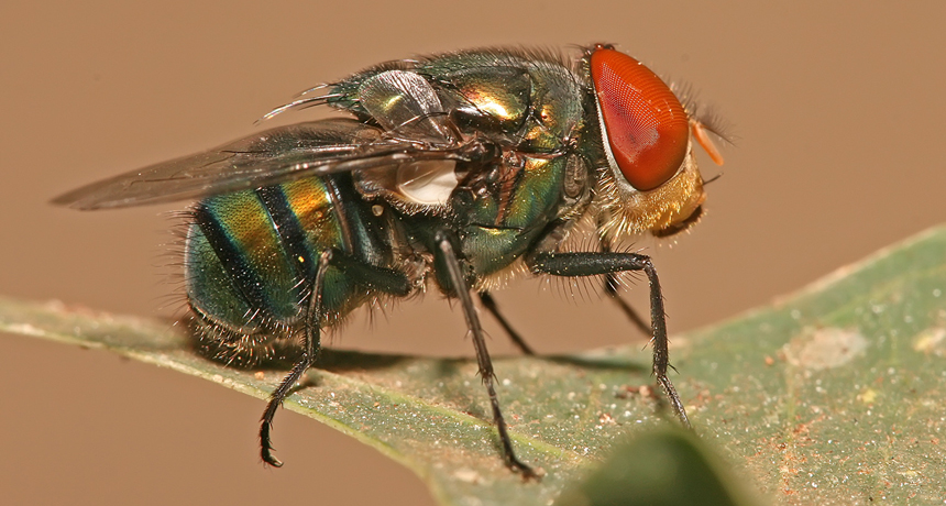 860_main_blowfly.jpg