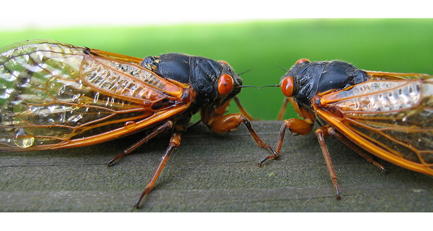 860_main_cicada.png