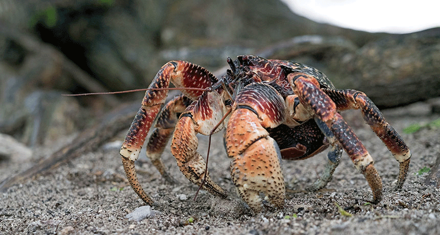 860_main_coconutcrab.gif