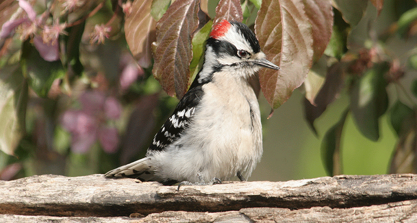 860_main_downywoodpecker.gif