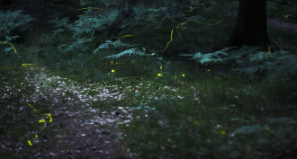 Fireflies flash in Nuremburg, Germany