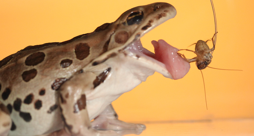 Frog's gift of grab comes from saliva and squishy tissue