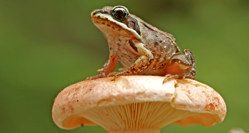 wood frog