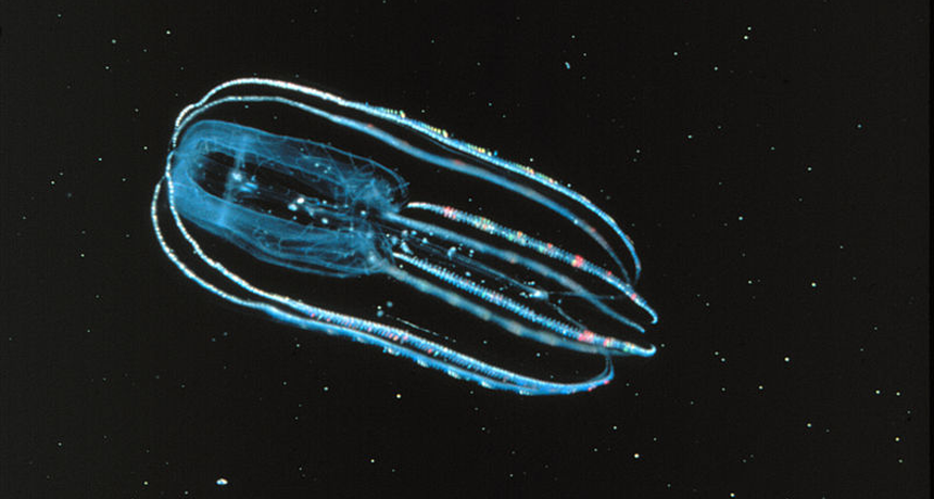 Ctenophore Bolinopsis infundibulum, a comb jelly