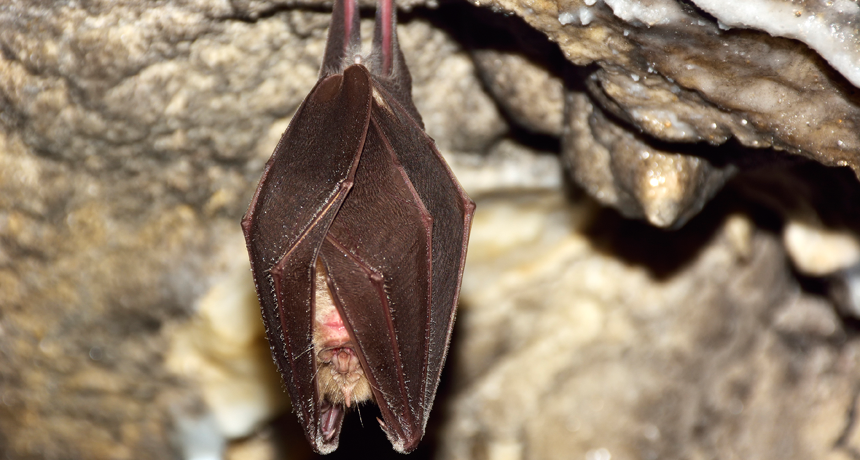 hibernating bat