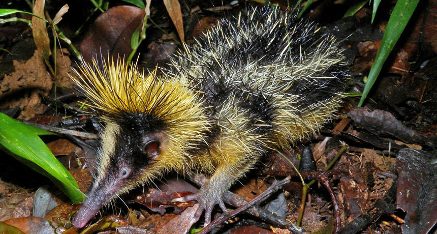 860_main_hibernation_questions_streaked_tenrec.png