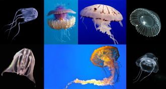 jellies and jellyfish