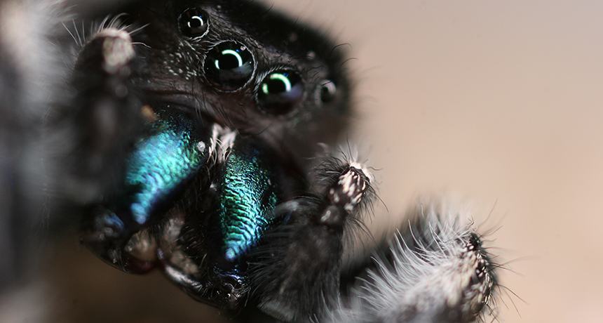 jumping spider