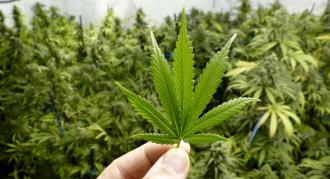 marijuana leaf and cannabis plants