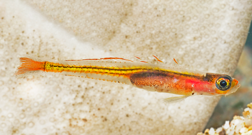 860_main_new_goby.png