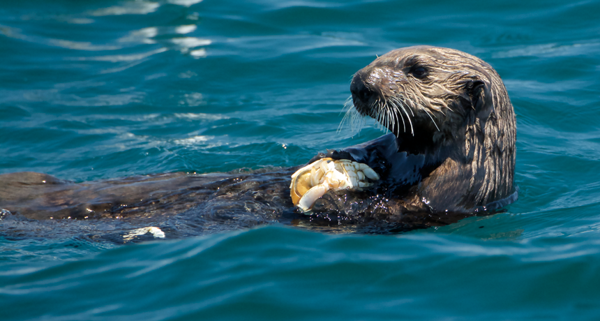 Sea otter eating