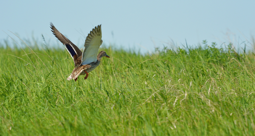 Flushing mallard