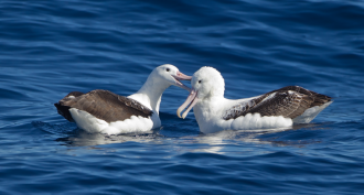 albatross plastic