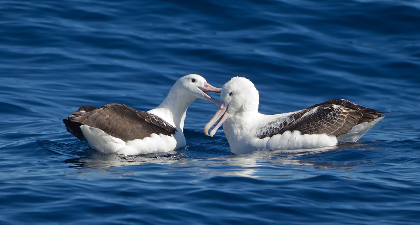 Food-like smell on plastic may lure seabirds to eat it