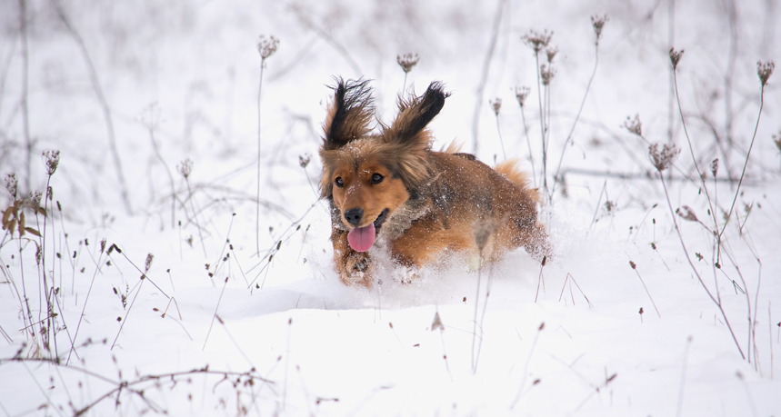 dog running in snow