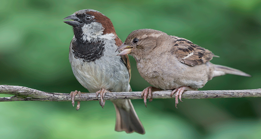 860_main_sparrows.gif