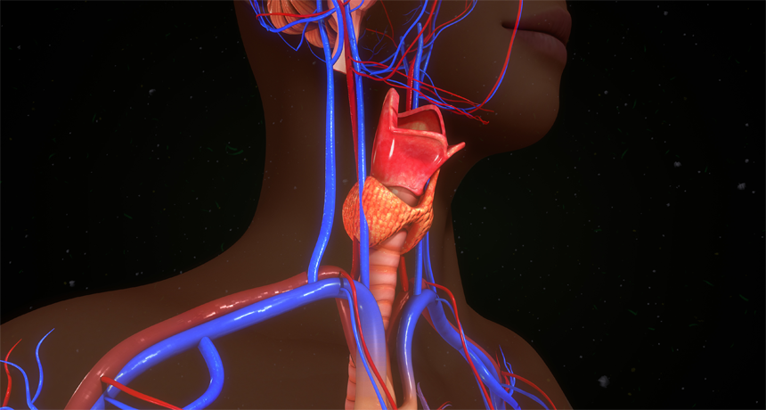 thyroid gland