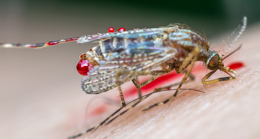 Arsenic-munching caterpillars may ingest poison to prevent being