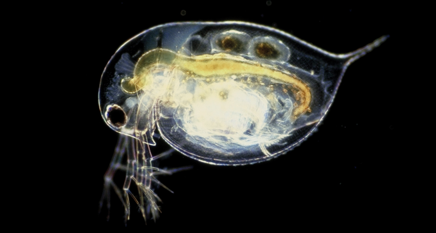 860_main_waterflea.png