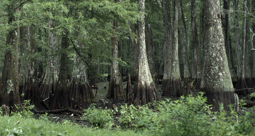 bayou